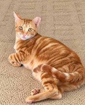 Chanel -  Domestic Short Hair Cat for Adoption in Boca Raton, Florida - Chanel | PetCurious