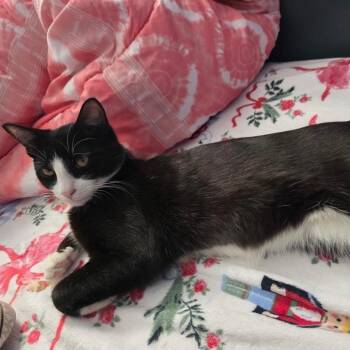 American Shorthair Cats Available for Adoption in Freeport, Florida - Lucas | PetCurious
