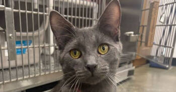 Rescue Domestic Short Hair and Russian Blue Cats for Adoption in Franklin Township, New Jersey - Story | PetCurious
