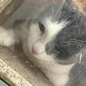 Domestic Short Hair Cats Available for Adoption - Mickey | PetCurious