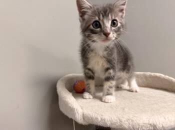 Domestic Short Hair Cats Available for Adoption in Batesville, Arkansas - Waffles | PetCurious