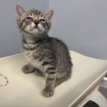 Masego 9252 -  Domestic Short Hair Cat for Adoption in Columbus, Georgia - Masego 9252 | PetCurious
