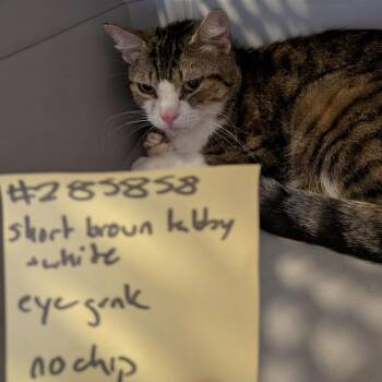 Missy -  Domestic Short Hair Cat for Adoption in Fairport, New York - Missy | PetCurious