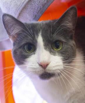 Rescue Domestic Short Hair Cats for Adoption in Encinitas, California - Sophie | PetCurious