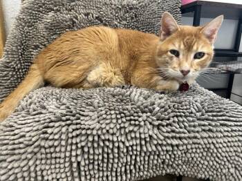 Domestic Short Hair Cats Available for Adoption - Pumpkin | PetCurious