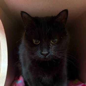 Domestic Short Hair Cats Available for Adoption in Louisville, Kentucky - Zest | PetCurious