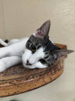Tina -  Tabby Cat for Adoption in Parlier, California - Tina | PetCurious