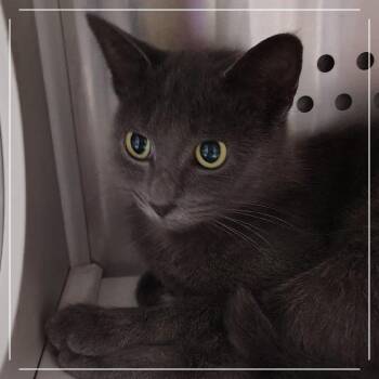 Simple Plan -  Domestic Short Hair Cat for Adoption in Dearborn, Michigan - Simple Plan | PetCurious