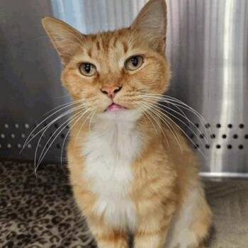 Taffy -  Domestic Short Hair Cat for Adoption in New York, New York - Taffy | PetCurious