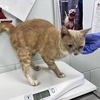 Westie -  Domestic Short Hair Cat for Adoption in Chattanooga, Tennessee - Westie | PetCurious