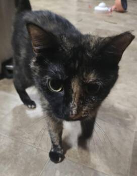 Rescue Calico Cats for Adoption in Lawrenceville, Georgia - Ella | PetCurious