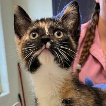 Domestic Short Hair Cats Available for Adoption in Charlottesville, Virginia - Sea-sters | PetCurious
