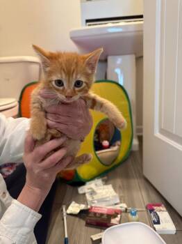 Han Solo -  Domestic Short Hair Cat for Adoption in Douglasville, Georgia - Han Solo | PetCurious