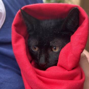 Robin -  Domestic Short Hair Cat for Adoption in Newark, New Jersey - Robin | PetCurious