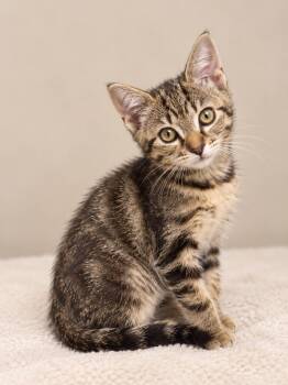 Pikachu (8295) -  Tabby Cat for Adoption in Zephyrhills, Florida - Pikachu (8295) | PetCurious