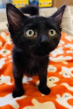 Rescue Domestic Short Hair Cats for Adoption in Cibolo, Texas - Stout | PetCurious