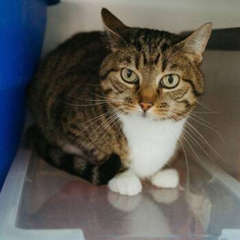 Bonnie -  Domestic Short Hair Cat for Adoption in Jackson, Wyoming - Bonnie | PetCurious