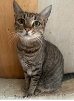Tabby Cats Available for Adoption - Reny *foster Or Adopt* | PetCurious
