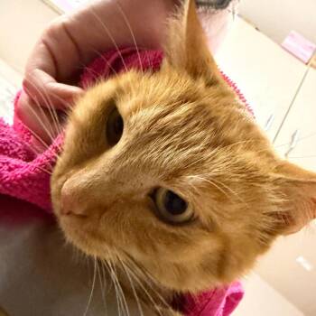 Hobbs -  Domestic Short Hair Cat for Adoption in Murray, Utah - Hobbs | PetCurious