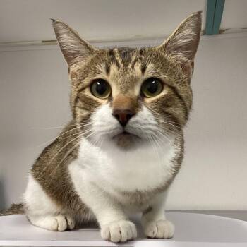 Richard -  Domestic Short Hair Cat for Adoption in Tampa, Florida - Richard | PetCurious