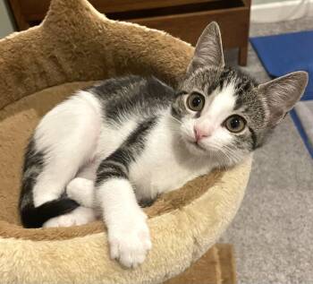 Orzo (A142647) -  Tabby Cat for Adoption in Burbank, California - Orzo (A142647) | PetCurious