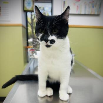 Rescue Domestic Short Hair Cats for Adoption in Fort Worth, Texas - Kage | PetCurious