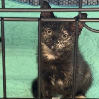 Pepper -  Domestic Short Hair Cat for Adoption in Hernando, Mississippi - Pepper | PetCurious