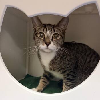 Goober -  Domestic Short Hair Cat for Adoption in Titusville, Florida - Goober | PetCurious