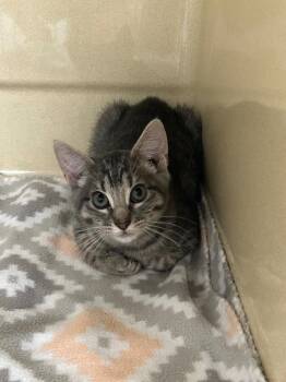 Haley -  Domestic Medium Hair Cat for Adoption in Gautier, Mississippi - Haley | PetCurious