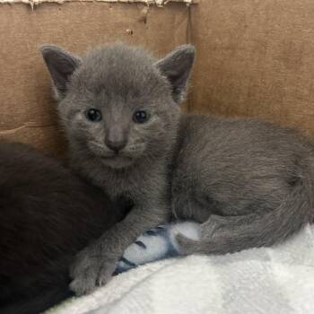 Sprout -  Domestic Short Hair Cat for Adoption in St. Louis, Missouri - Sprout | PetCurious