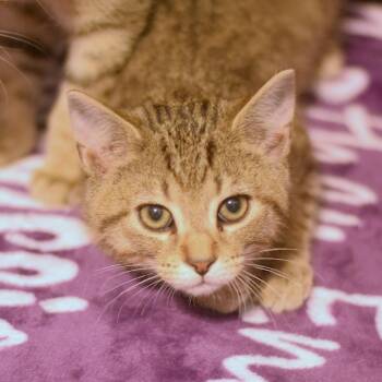 Razzmatazz -  Domestic Short Hair Cat for Adoption in Belleville, Illinois - Razzmatazz | PetCurious