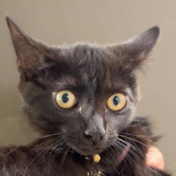Blackberry -  Domestic Short Hair Cat for Adoption in Brownsboro, Alabama - Blackberry | PetCurious
