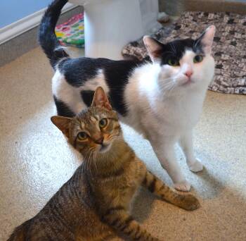 Marty & Sock -  Domestic Short Hair Cat for Adoption in Westbrook, Connecticut - Marty & Sock | PetCurious