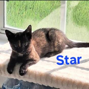 Star -  Domestic Short Hair Cat for Adoption - Star | PetCurious