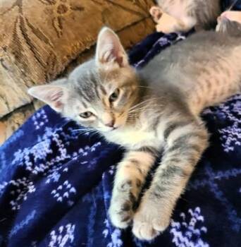 Toby Freese -  Domestic Short Hair Cat for Adoption in Kansas City, Missouri - Toby Freese | PetCurious