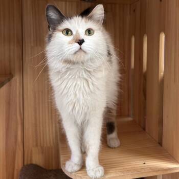 Domestic Medium Hair Cats Available for Adoption - Harmony | PetCurious