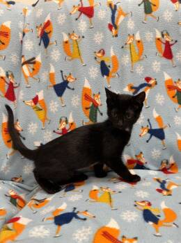 Loopy -  Domestic Short Hair Cat for Adoption in Newberg, Oregon - Loopy | PetCurious