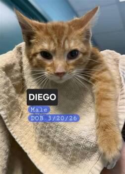 DIEGO -  Domestic Short Hair Cat for Adoption in Holbrook, New York - DIEGO | PetCurious