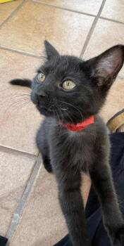 Sansa -  Domestic Short Hair Cat for Adoption in Hobart, Indiana - Sansa | PetCurious