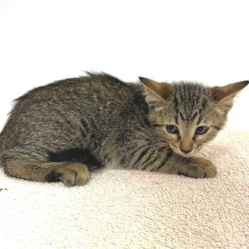 Frederick -  Domestic Short Hair Cat for Adoption in Warrensburg, Missouri - Frederick | PetCurious