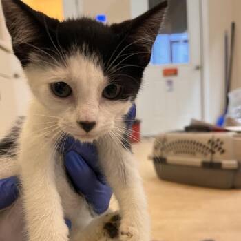 Garnet -  Domestic Short Hair Cat for Adoption in Kanab, Utah - Garnet | PetCurious