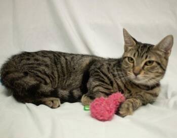 Clint -psa -  Domestic Short Hair Cat for Adoption in Oakland Park, Florida - Clint -psa | PetCurious