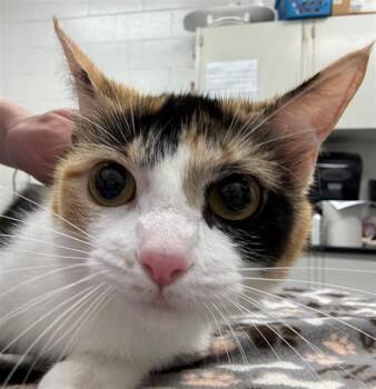 Domestic Short Hair Cats Available for Adoption in Peoria, Illinois - AUTUMN | PetCurious