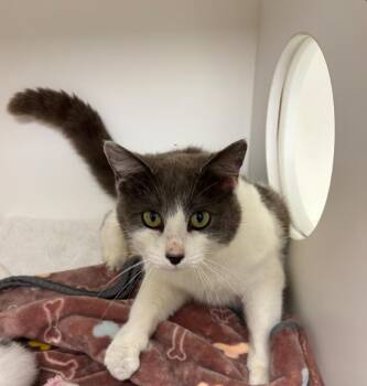 Georgia -  Domestic Short Hair Cat for Adoption in Greenfield, Indiana - Georgia | PetCurious