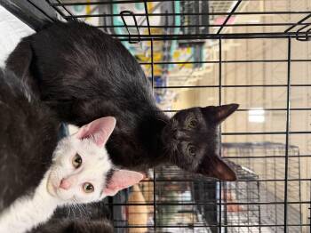Krobus (BC) -  Domestic Short Hair Cat for Adoption in Powdersville, South Carolina - Krobus (BC) | PetCurious