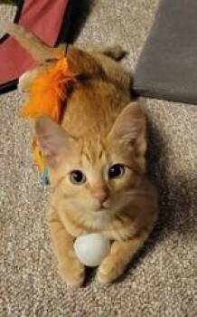 Spice -  Domestic Short Hair Cat for Adoption in Mineral Point, Wisconsin - Spice | PetCurious