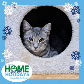 Rescue Domestic Short Hair Cats for Adoption - Zeus | PetCurious