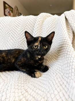Buttercup -  Tortoiseshell Cat for Adoption in Houston, Texas - Buttercup | PetCurious