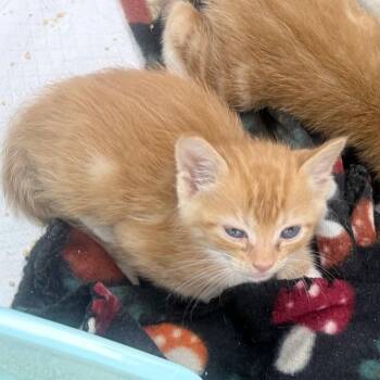Mango -  Domestic Short Hair Cat for Adoption in Jupiter, Florida - Mango | PetCurious