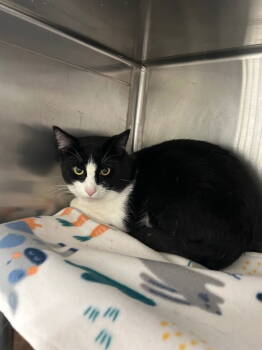 Rescue Domestic Short Hair Cats for Adoption in Emmett, Idaho - Oreo | PetCurious